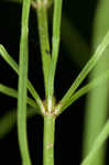 Field horsetail